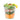 APS WECK GLASSES WITH LID, 6 PCS